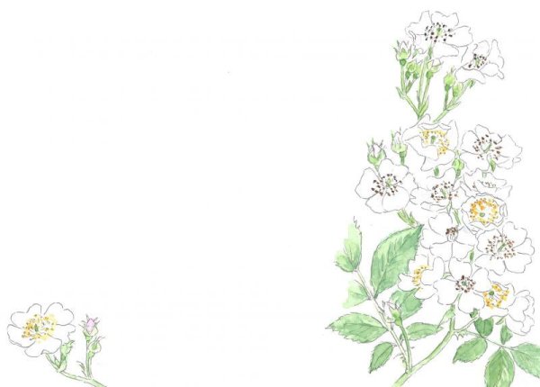 画像2: ポストカード（トトロの森の四季・春夏） (2)